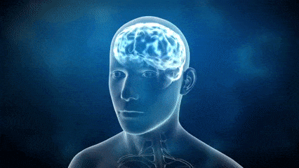 Menguraikan rahasia otak: Ikuti kuis anatomi dan fisiologi ini untuk menguji pengetahuan Anda!