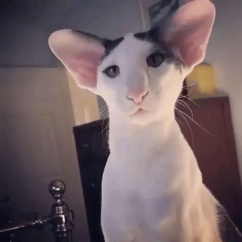 Kuis tentang Oriental Shorthair: Seberapa banyak yang kamu tahu tentang ras kucing ini?