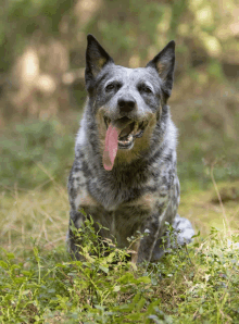 Kuis tentang Anjing Ternak Australia: Seberapa banyak yang kamu tahu tentang ras ini?