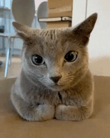 Kuis tentang Kucing Rusia Biru: Seberapa banyak yang kamu tahu tentang ras kucing ini?