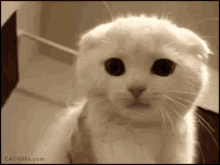 Kuis tentang Scottish Fold: Seberapa banyak yang kamu tahu tentang ras kucing ini?