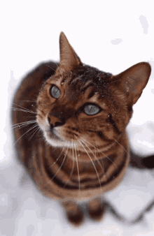 Kuis: Seberapa banyak yang kamu tahu tentang kucing Abyssinian?