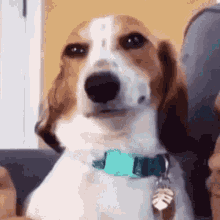 Kuis: Seberapa banyak yang kamu tahu tentang Beagle? Temukan jawabannya sekarang!