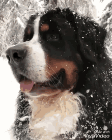 Kuis tentang Anjing Gunung Bernese: Seberapa banyak yang kamu tahu tentang ras ini?