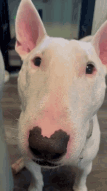 Kuis: Seberapa banyak yang kamu tahu tentang Bull Terrier?