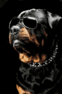 Kuis Rottweiler: Seberapa banyak yang kamu tahu tentang ras anjing ini?