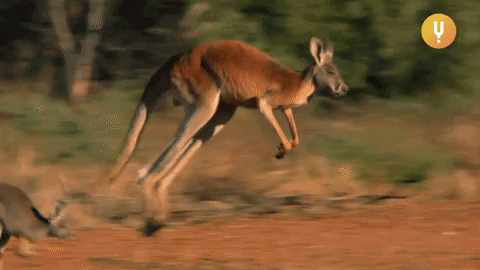 Kuis tentang kanguru: Berapa banyak yang kamu tahu tentang hewan yang melompat ini?