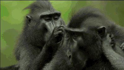 Kuis tentang Monyet: Seberapa banyak yang kamu tahu tentang hewan cerdas ini?