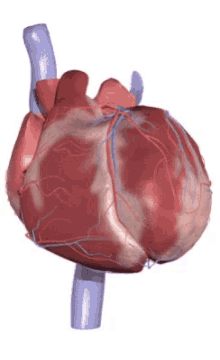 Uji pengetahuanmu tentang Sistem Kardiovaskular!
